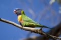 Rainbow Lorikeet