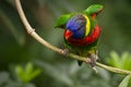 Rainbow Lorikeet Royalty Free Stock Photo