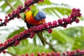 Rainbow Lorikeet Royalty Free Stock Photo