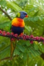 Rainbow Lorikeet Royalty Free Stock Photo