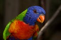 Rainbow Lorikeet Royalty Free Stock Photo