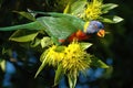 Rainbow lorikeet