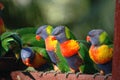 Rainbow Lorikeet Royalty Free Stock Photo