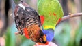 Rainbow Lorikeet