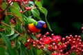 Rainbow lorikeet