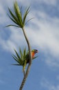 Rainbow lorikeet against blue sky sitting on a palm tree branch Royalty Free Stock Photo