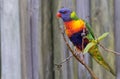 Rainbow Lorikeet