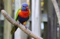 Rainbow Lorikeet