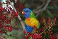 Rainbow lorikeet