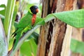 Rainbow Lorikeet on a Banana Tree Royalty Free Stock Photo