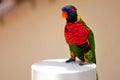 Rainbow Lorikeet bird in aviary, Florida Royalty Free Stock Photo