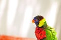 Rainbow Lorikeet bird in aviary in Florida Royalty Free Stock Photo