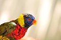 Rainbow Lorikeet bird in aviary, South Florida Royalty Free Stock Photo