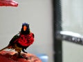 Rainbow Lorikeet bird after bath Royalty Free Stock Photo