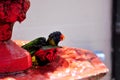 Rainbow Lorikeet bird in bird bath Royalty Free Stock Photo