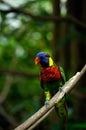 Rainbow lorikeet bird with colorful feathers sitting on wooden branch. Royalty Free Stock Photo