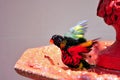 Rainbow Lorikeet bird coming out of bird bath Royalty Free Stock Photo