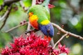 Rainbow Lorikeet bird eating red Schotia brachypetala or weeping boer-bean on the tree at Sydney Botanic garden.