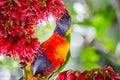 Rainbow Lorikeet bird eating red Schotia brachypetala or weeping boer-bean on the tree at Sydney Botanic garden.