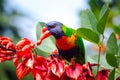 Rainbow Lorikeet bird eating red on the tree at Sydney Botanic garden.