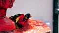 Rainbow Lorikeet bird enjoying bird bath Royalty Free Stock Photo