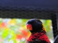 Rainbow Lorikeet bird, Florida Royalty Free Stock Photo