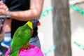 Rainbow Lorikeet bird, Florida Royalty Free Stock Photo