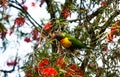 Rainbow lorikeet bird is a species of parrot, seeking food from red flowers tree. Royalty Free Stock Photo