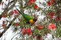 Rainbow lorikeet bird is a species of parrot, seeking food from red flowers tree. Royalty Free Stock Photo