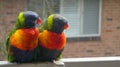 rainbow lorikeet birds sitting together outdoors on balcony