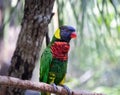 Rainbow Lorikeet Blue Head Parrot Royalty Free Stock Photo