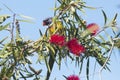 Rainbow Lorikeet on a bottle brush tree Royalty Free Stock Photo