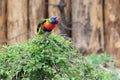 Rainbow lorikeet Royalty Free Stock Photo