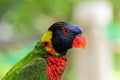 Rainbow lorikeet closeup Royalty Free Stock Photo