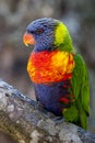 Rainbow lorikeet Closeup of Blue, Green, Red and Yellow Lorikeet in Profile Royalty Free Stock Photo