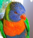 Rainbow lorikeet closeup Royalty Free Stock Photo