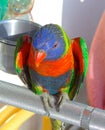 Rainbow lorikeet closeup Royalty Free Stock Photo