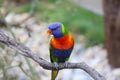 Rainbow Lorikeet Closeup Perched On A Tree Branch Royalty Free Stock Photo