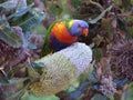 Rainbow Lorikeet Royalty Free Stock Photo