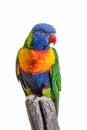 Rainbow Lorikeet - colourful parrot from Australia Royalty Free Stock Photo