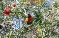 A Rainbow Lorikeet in a Crimson Bottlebrush tree