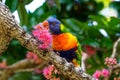 Rainbow Lorikeet Eating Nectar