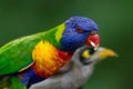 Rainbow lorikeet eating with noisy miner in the background