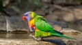 A rainbow lorikeet ready to step into the bird bath