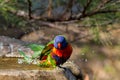 Rainbow lorikeet exiting the bird bath