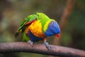 Rainbow lorikeet. Exotic bird Royalty Free Stock Photo