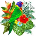 Rainbow Lorikeet Exotic Colorful Parrot Bird Vector Illustration Royalty Free Stock Photo