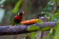 Rainbow Lorikeet feed on fresh papaya on a feeding perch in a zoo Royalty Free Stock Photo