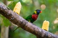 Rainbow Lorikeet feed on fresh papaya on a feeding perch in a zoo Royalty Free Stock Photo