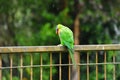 Rainbow Lorikeet on a Fence in the Rain Royalty Free Stock Photo